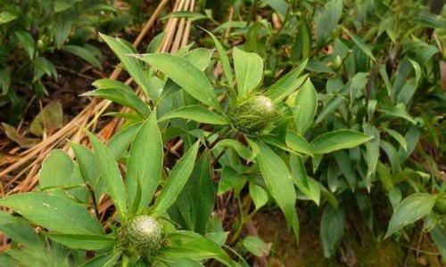 盐水泡柿子功效网 :分享盐水泡脚有什么好处和功效-盐水泡脚功效知识